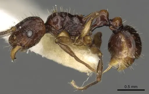 Tetramorium andrynicum specimen
