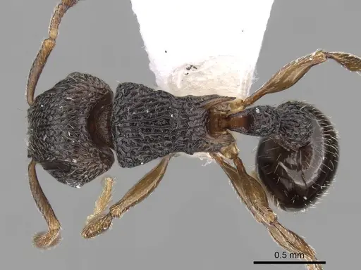 Tetramorium angulinode specimen