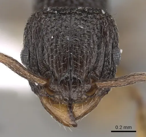 Tetramorium angulinode specimen