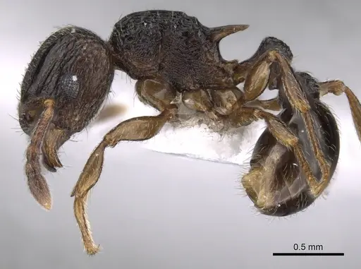 Tetramorium angulinode specimen