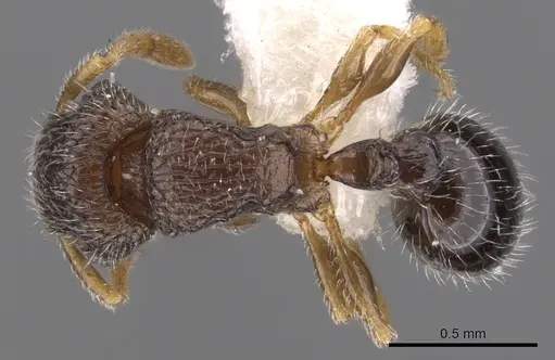 Tetramorium angulinode - CASENT0901162