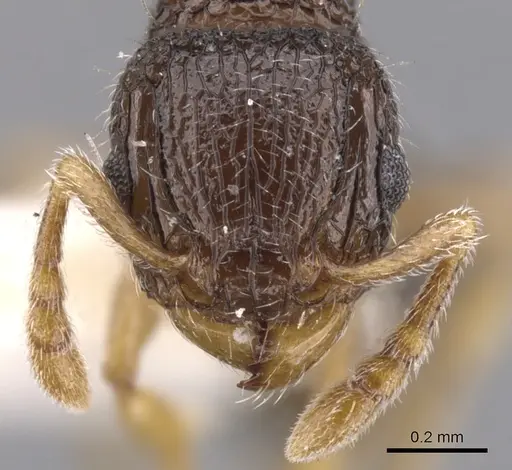 Tetramorium angulinode - CASENT0901162