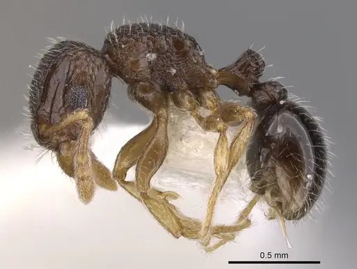 Tetramorium angulinode - CASENT0901162