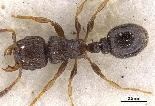 Tetramorium angulinode - CASENT0901163