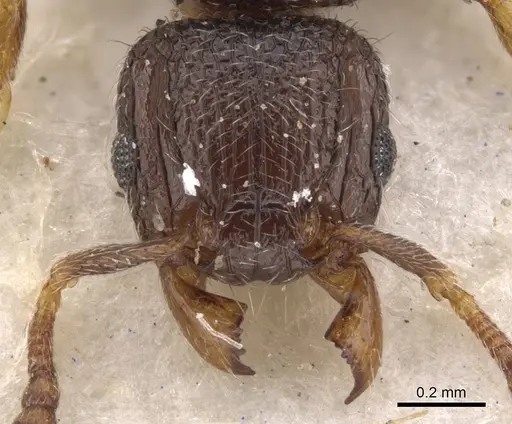 Tetramorium angulinode - CASENT0901163