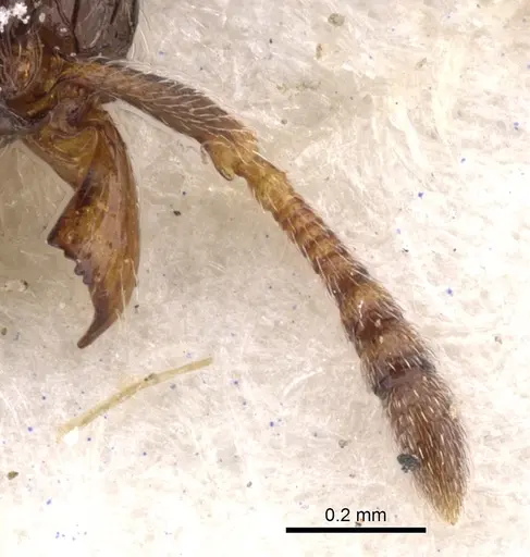 Tetramorium angulinode - CASENT0901163