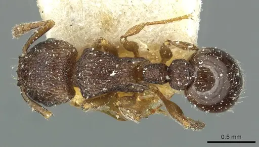 Tetramorium angulinode - CASENT0913987