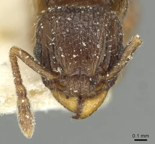 Tetramorium angulinode - CASENT0913987