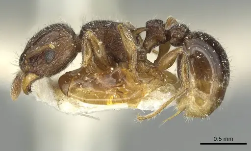 Tetramorium angulinode - CASENT0913987