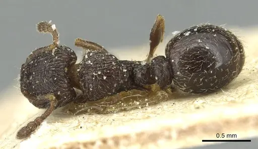 Tetramorium angulinode - CASENT0913988