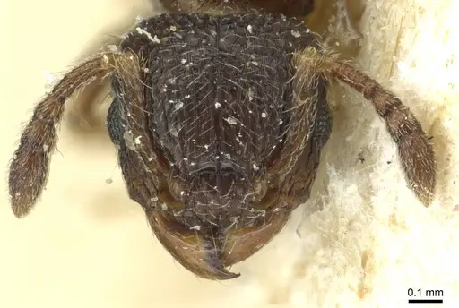 Tetramorium angulinode - CASENT0913988
