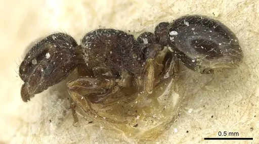 Tetramorium angulinode - CASENT0913988