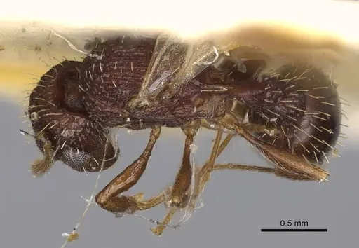 Tetramorium angulinode - CASENT0914276