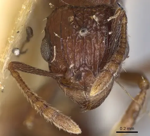 Tetramorium angulinode - CASENT0914276