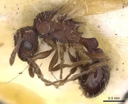 Tetramorium angulinode - CASENT0914276