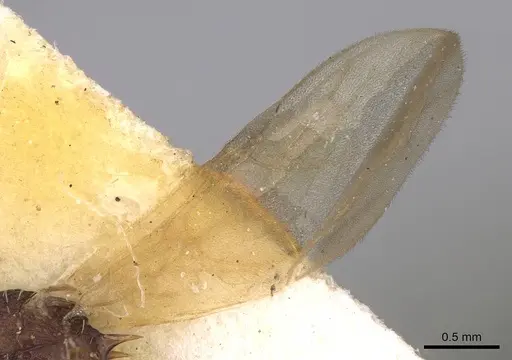 Tetramorium angulinode - CASENT0914276