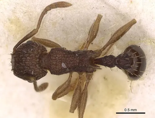 Tetramorium angulinode - CASENT0914277