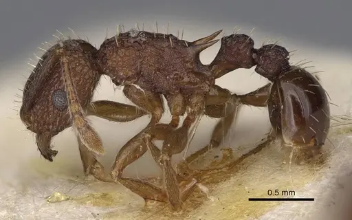 Tetramorium angulinode - CASENT0914277