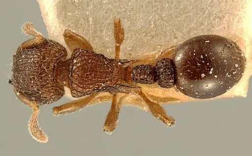 Tetramorium angulinode - ZFMKHYM20096255