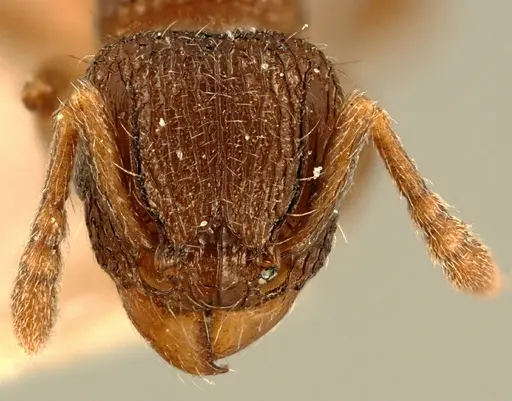 Tetramorium angulinode - ZFMKHYM20096255