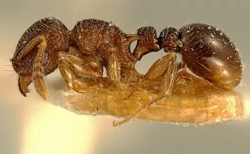 Tetramorium angulinode - ZFMKHYM20096255