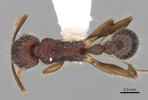 Tetramorium ankarana specimen