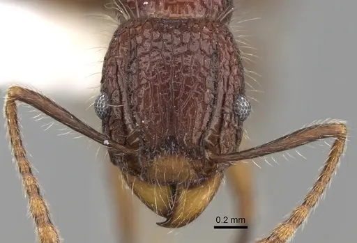 Tetramorium ankarana specimen