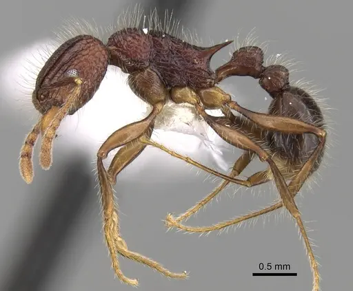 Tetramorium ankarana specimen