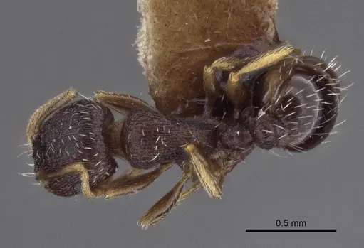 Tetramorium annectens specimen