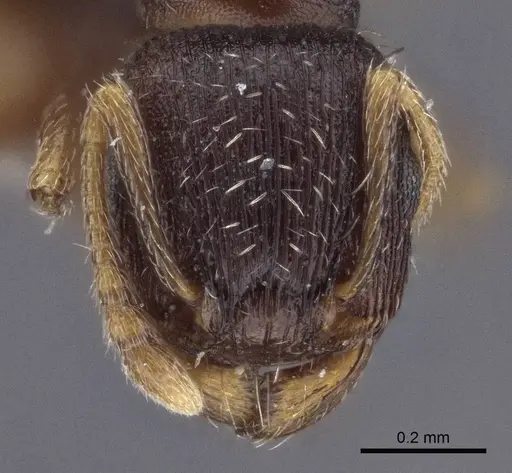 Tetramorium annectens specimen