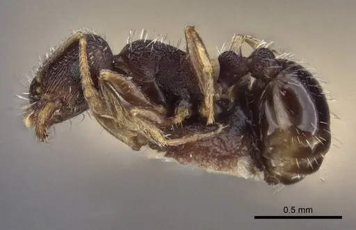 Tetramorium annectens specimen
