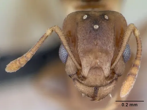 Tetramorium anodontion specimen
