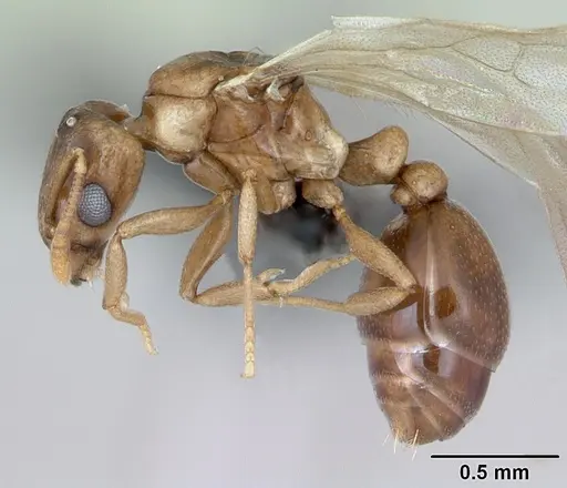 Tetramorium anodontion specimen