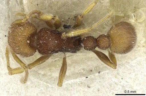 Tetramorium antennatum specimen