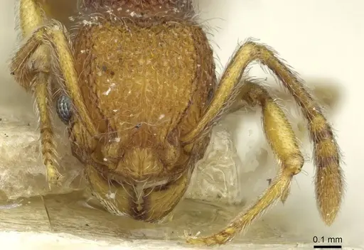 Tetramorium antennatum specimen