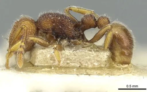 Tetramorium antennatum specimen