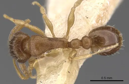 Tetramorium antipodum specimen