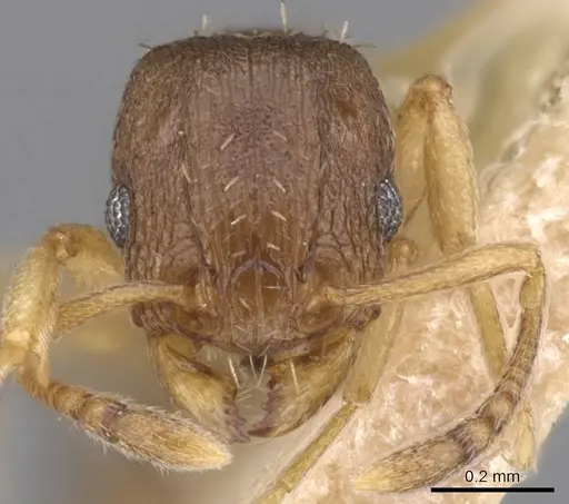 Tetramorium antipodum specimen