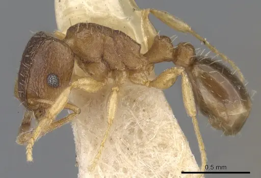 Tetramorium antipodum specimen