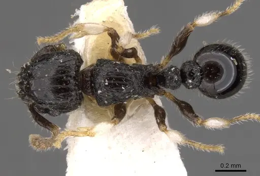 Tetramorium antrema specimen