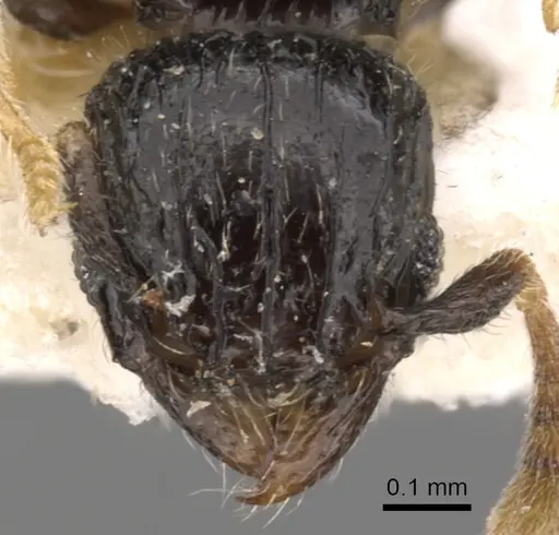 Tetramorium antrema specimen