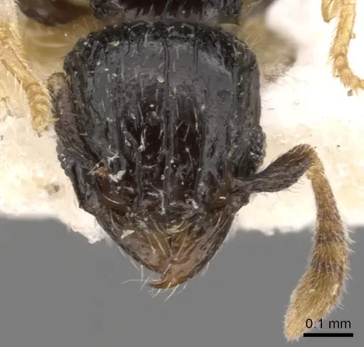 Tetramorium antrema specimen