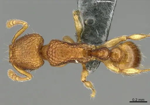 Tetramorium aptum specimen