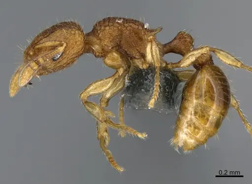 Tetramorium aptum specimen