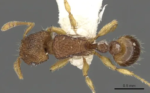 Tetramorium aptum - CASENT0901094