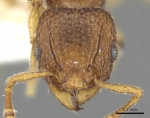 Tetramorium aptum - CASENT0901094