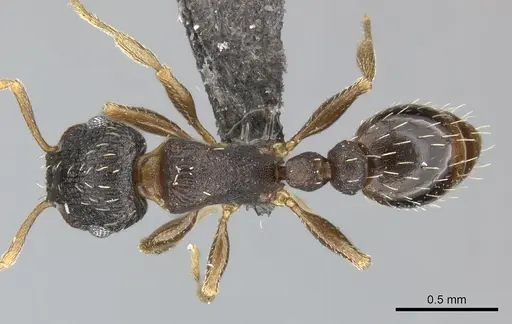 Tetramorium argenteopilosum specimen
