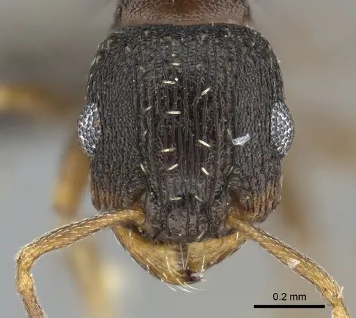 Tetramorium argenteopilosum specimen