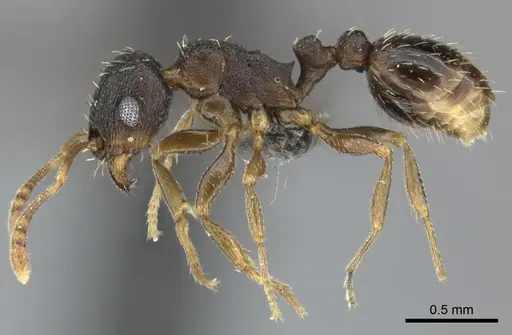 Tetramorium argenteopilosum specimen