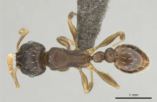 Tetramorium argenteopilosum - CASENT0252969